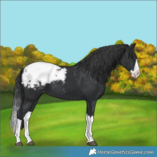 Horse Color:Black Splash Appaloosa