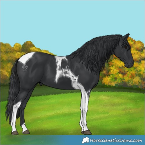 Horse Color:Black Tobiano 