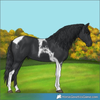Horse Color:Black Tobiano 