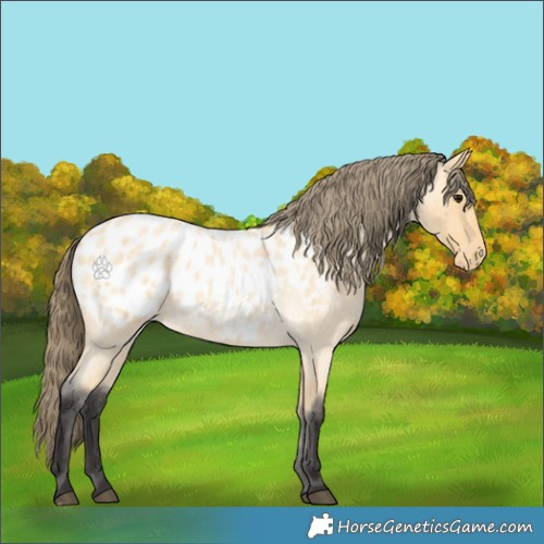 Horse Color:Buckskin Roan Appaloosa