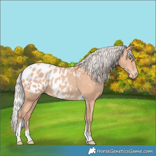 Horse Color:Silver Amber Champagne Tobiano Appaloosa