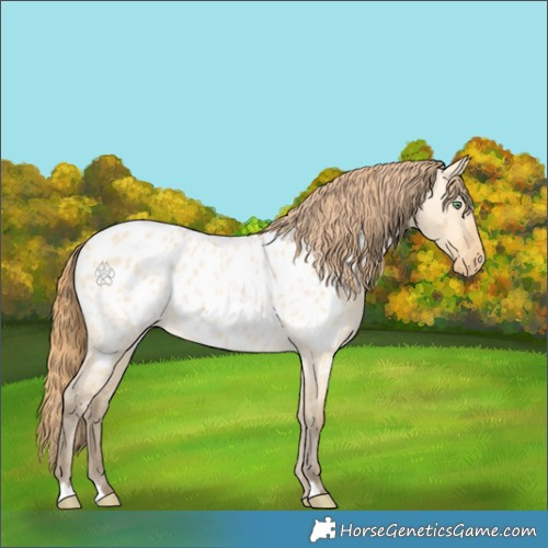 Horse Color:Amber Cream Champagne Roan Dun Appaloosa 