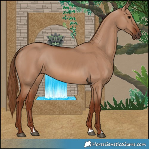 Horse Color:Red Dun 