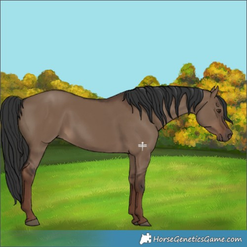 Horse Color:Liver Red Dun Rabicano 