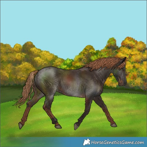 Horse Color:Liver Chestnut and Liver Chestnut