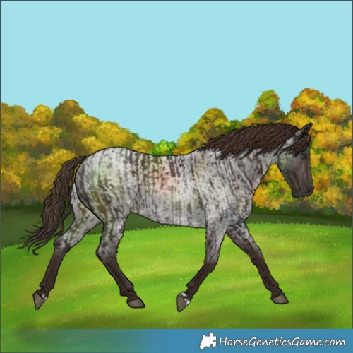 Horse Color:Liver Chestnut  and Liver Red Roan 