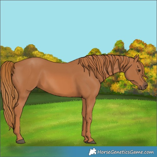 Horse Color:Chestnut 