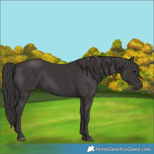 Horse Color:Smoky Black 