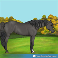 Horse Color:Black 