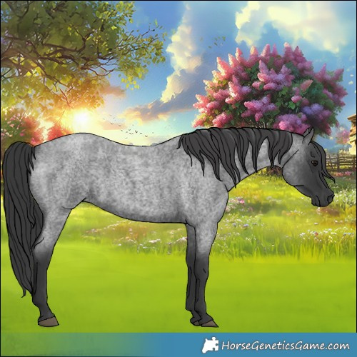 Horse Color:Blue Roan 