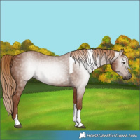 Horse Color:Gray Chestnut Tobiano 