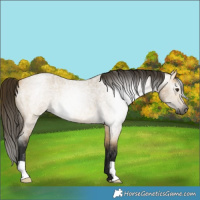 Horse Color:Gray Buckskin Roan Dun