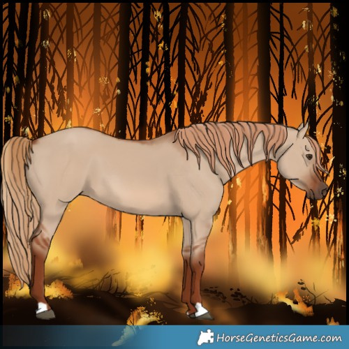 Horse Color:Red Dun 