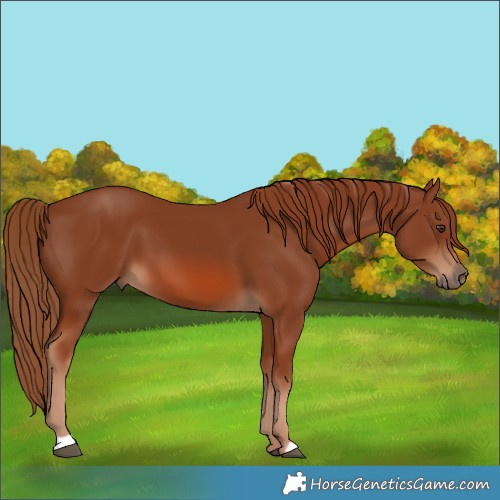 Horse Color:Chestnut 