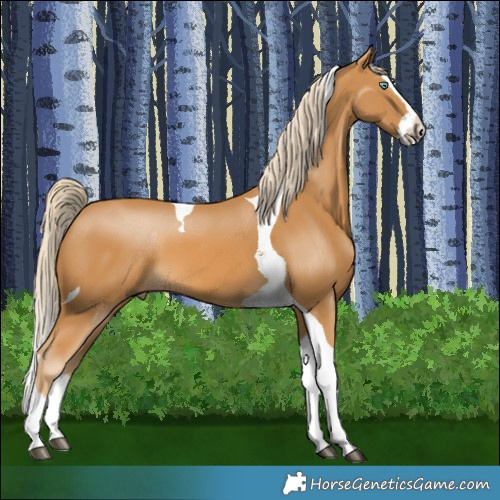 Horse Color:Palomino Splash Tobiano 