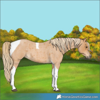 Horse Color:Red Roan Tobiano