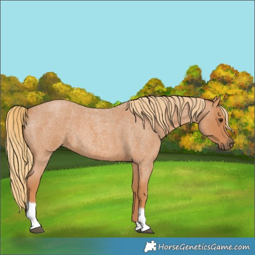 Horse Color:Red Roan Tobiano 