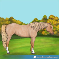 Horse Color:Red Roan Tobiano 