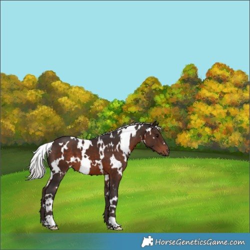 Horse Color:White Spotted Silver Brown 