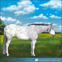 Horse Color:White Spotted Blue Roan Splash Frame Appaloosa 