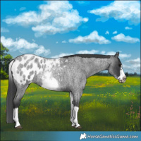 Horse Color:White Spotted Blue Roan Splash Frame Appaloosa 