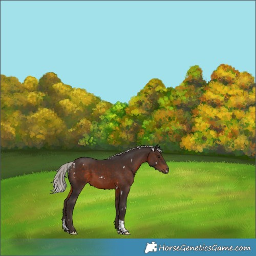 Horse Color:White Spotted Silver Brown Tobiano 
