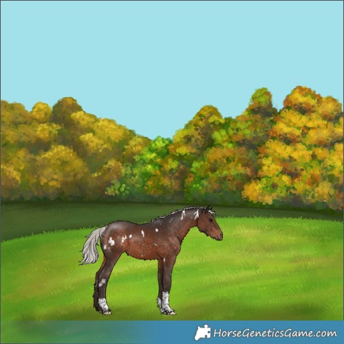 Horse Color:White Spotted Silver Brown Tobiano 