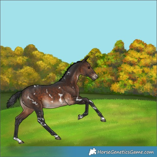 Horse Color:White Spotted Brown 