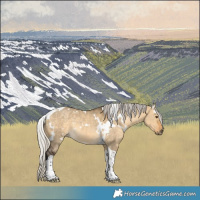 Horse Color:White Spotted Silver Buckskin Dun Tobiano 
