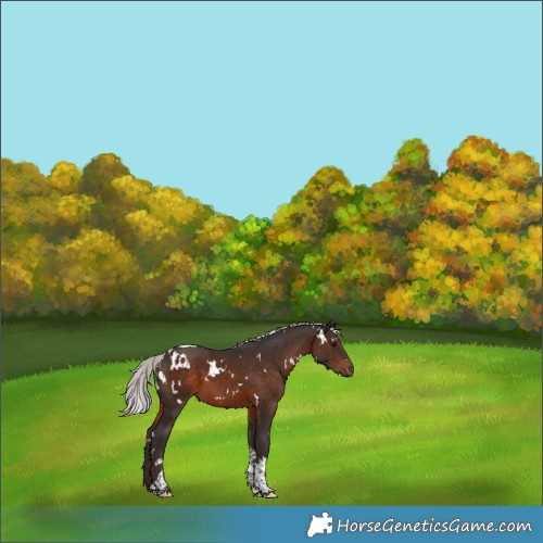 Horse Color:White Spotted Silver Brown Tobiano 