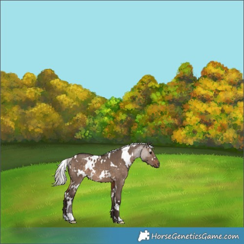 Horse Color:White Spotted Silver Brown Dun 