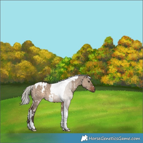 Horse Color:White Spotted Silver Brown Dun Tobiano 