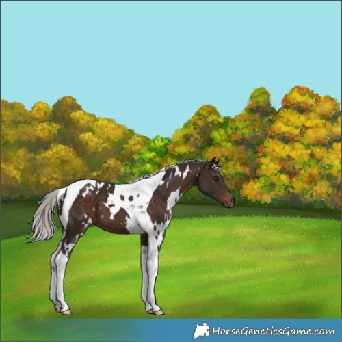 Horse Color:White Spotted Silver Brown Tobiano 