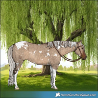 Horse Color:White Spotted Silver Brown Dun Tobiano Brindle 
