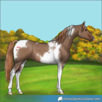 Horse Color:Liver Red Dun Tobiano 