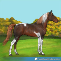 Horse Color:Liver Chestnut Tobiano 