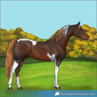 Horse Color:Liver Chestnut Tobiano 