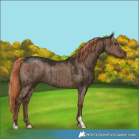 Horse Color:Liver Red Dun Brindle 