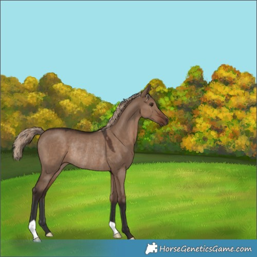 Horse Color:Liver Red Dun Rabicano 