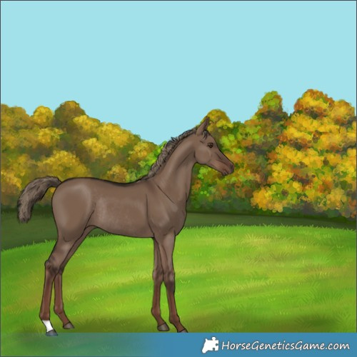 Horse Color:Liver Red Dun Rabicano 