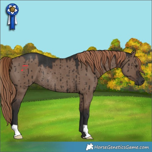 Horse Color:Liver Red Dun Rabicano Brindle 