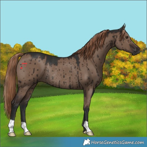 Horse Color:Liver Red Dun Rabicano Brindle 