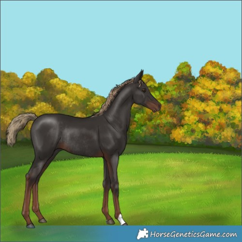 Horse Color:Liver Chestnut Rabicano 