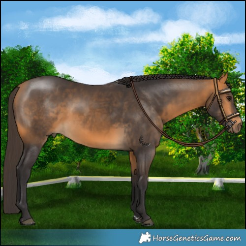 Horse Color:Buckskin