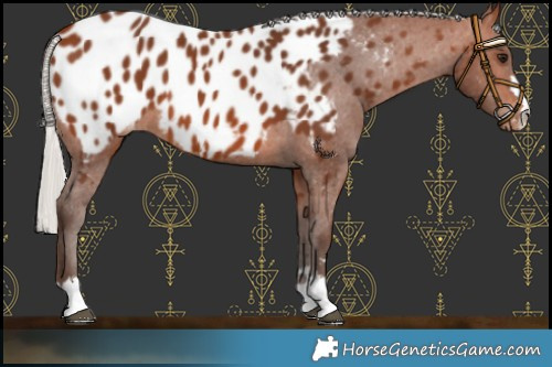 Horse Color:Silver Brown Near Leopard 