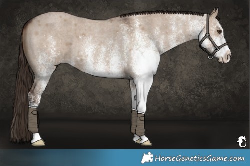 Horse Color:White Spotted Liver Red Dun Roan 