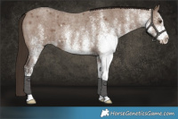 Horse Color:White Spotted Liver Red Dun Roan 
