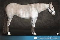 Horse Color:White Spotted Liver Red Dun Roan 
