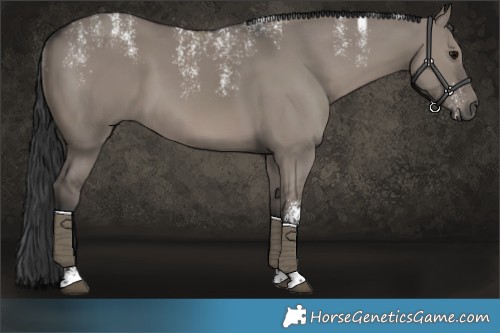 Horse Color:Powder White Grullo 