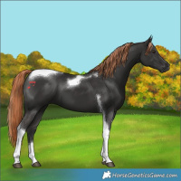 Horse Color:Liver Chestnut Tobiano 